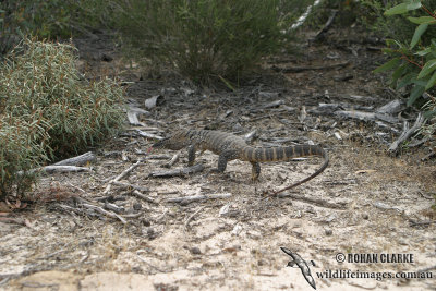 Varanus rosenbergi 1870.jpg