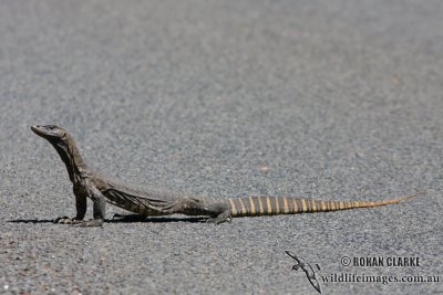 Varanus rosenbergi 2159.jpg