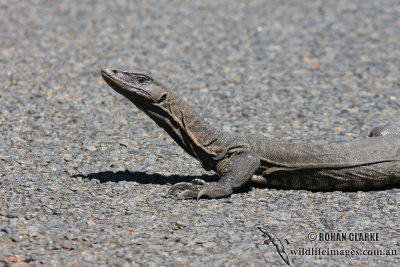 Varanus rosenbergi 2161.jpg