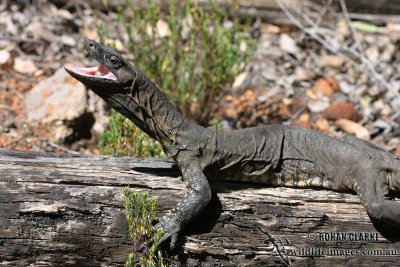 Varanus rosenbergi 2186.jpg