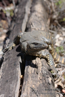 Varanus rosenbergi 2193.jpg