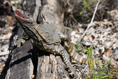 Varanus rosenbergi 2196.jpg