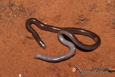 Northern Blind Snake - Ramphotyphlops diversus