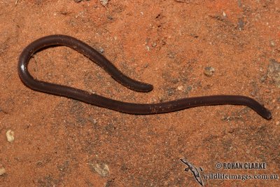 Ramphotyphlops diversus 0753.jpg