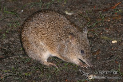 Southern Brown Bandicoot 6122.jpg