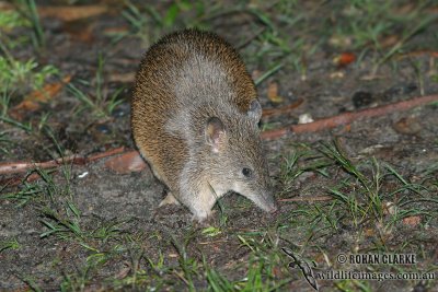 Southern Brown Bandicoot 6126.jpg