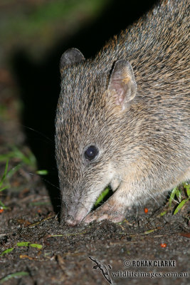 Southern Brown Bandicoot 6137.jpg