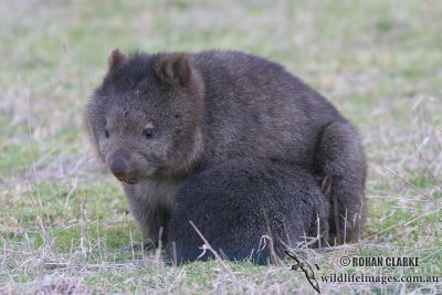 Common Wombat 5408.jpg