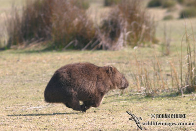 Common Wombat 6054.jpg