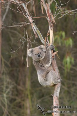 Koala 9567.jpg