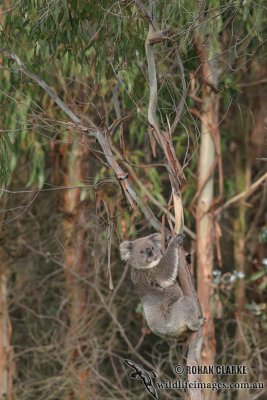 Koala 9594.jpg
