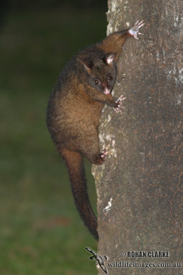 Common (Coppery) Brushtail Possum 7895.jpg