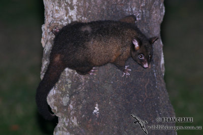 Common (Coppery) Brushtail Possum 7902.jpg