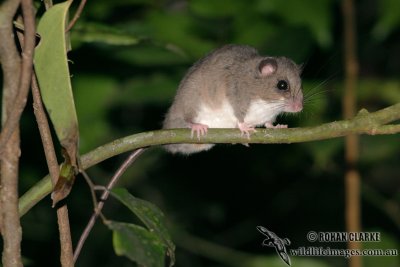 Prehensile-tailed Rat