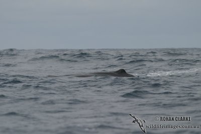 Sperm Whale 4408.jpg