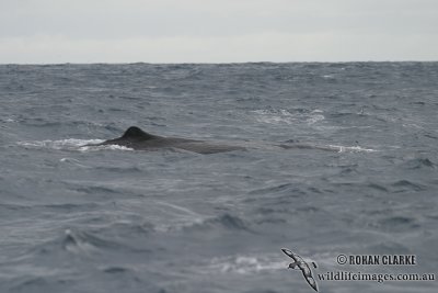 Sperm Whale 4417.jpg
