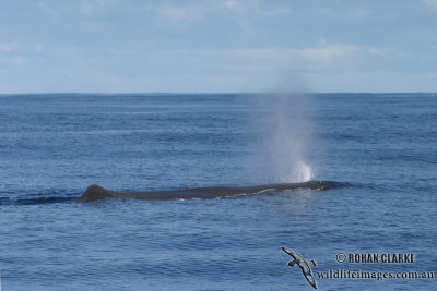 Sperm Whale 6262.jpg