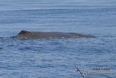 Sperm Whale 6281.jpg