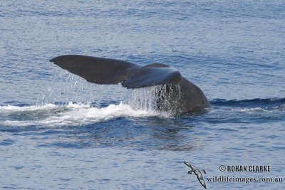 Sperm Whale