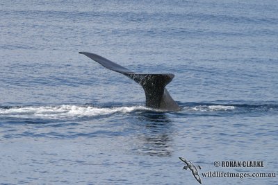 Sperm Whale 6289.jpg