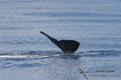 Sperm Whale 6290.jpg