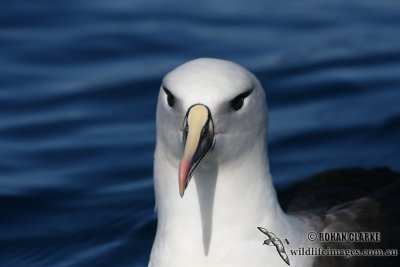 Hybrid Albatross 5442.jpg