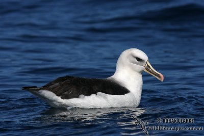 Hybrid Albatross 5460.jpg