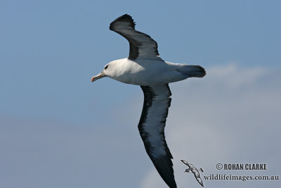 Hybrid Albatross 5499.jpg