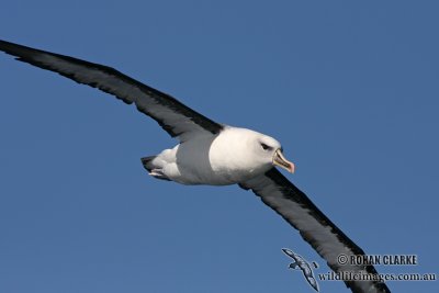 Hybrid Albatross 5502.jpg