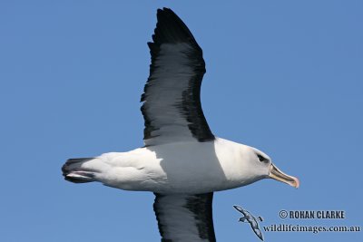 Hybrid Albatross 5503.jpg
