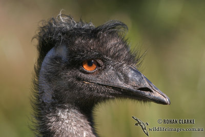 Emu 5141.jpg