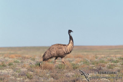 Emu s0001.jpg