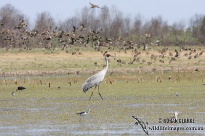 Brolga 0821.jpg