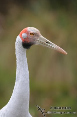 Brolga 3519.jpg