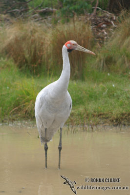 Brolga 3522.jpg