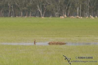 Brolga 8356.jpg