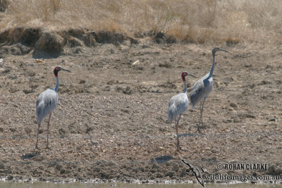 Sarus Crane 7853.jpg