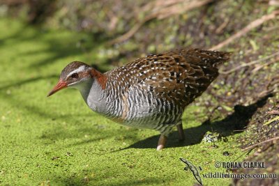 Buff-banded Rail 5859.jpg