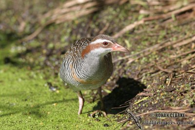 Buff-banded Rail 5861.jpg