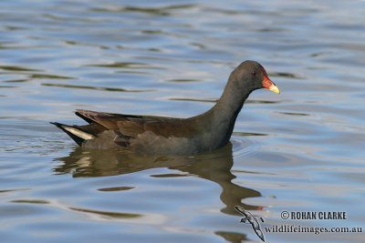 Dusky Moorhen 6477.jpg