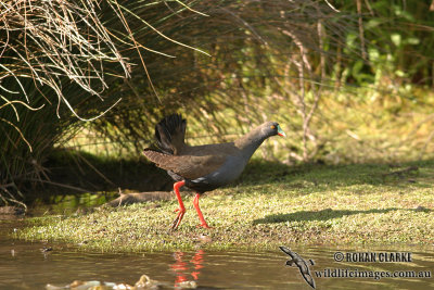 Black-tailed Nativehen 0785.jpg
