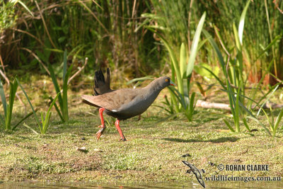 Black-tailed Nativehen 0793.jpg