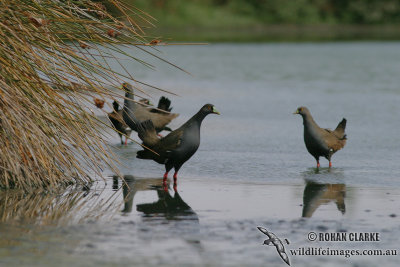 Black-tailed Nativehen 5608.jpg