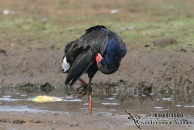 Purple Swamphen 1070.jpg