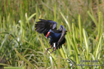 Purple Swamphen 1140.jpg