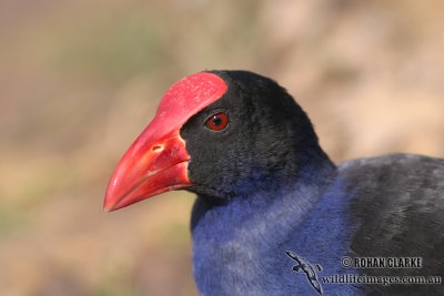 Purple Swamphen 5691.jpg