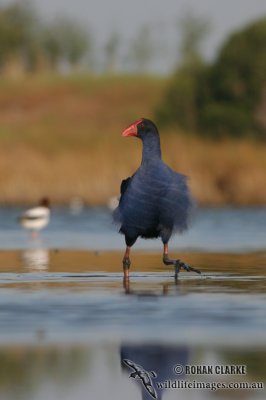 Purple Swamphen 6065.jpg