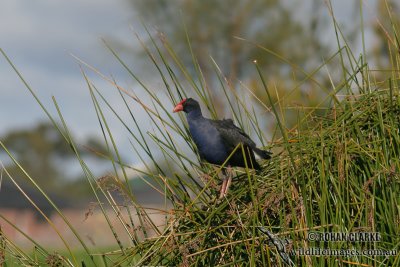 Purple Swamphen 6514.jpg