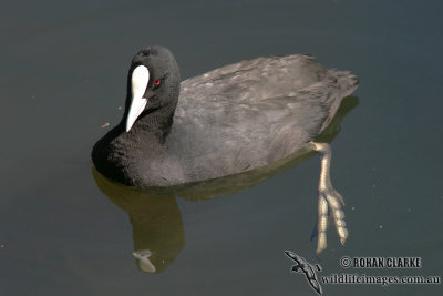 Eurasian Coot 0940.jpg