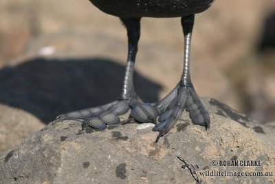 Eurasian Coot 3320.jpg